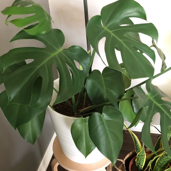 Meet your Posher, Bailee - Picture 1 of 1